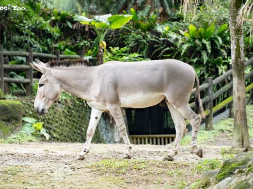 馬年限定萌明星登場！一起認識臺北動物園的「沙漠小勇士」非洲野驢